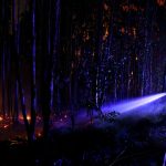 Mientras los incendios forestales arrasan Portugal, también lo hacen los debates sobre sus orígenes